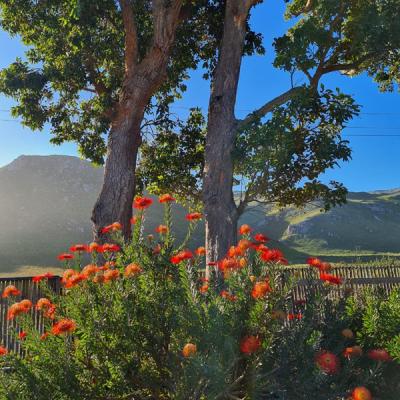 Fynbos